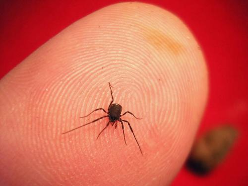 Nemastoma dentigerum