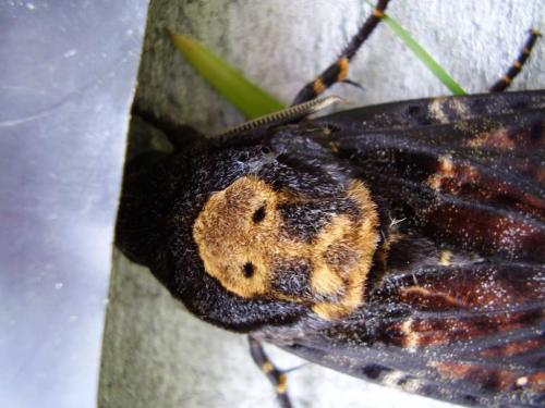 Réf. 38 116 : Acherontia atropos