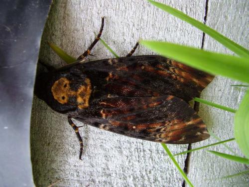 Réf. 38 134 : Acherontia atropos