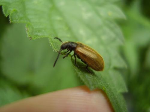 Lagria sp.