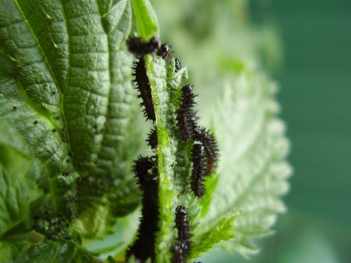 Araschnia levana