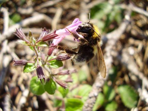 Réf. 38 725 : Bombus hortorum