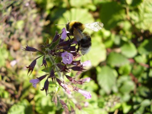 Réf. 38 739 : Bombus hortorum