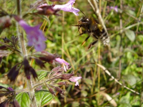 Bombus sp.