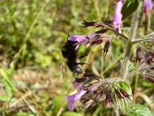 Réf. 38 776 : Bombus hortorum