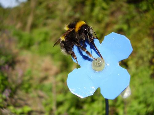 Réf. 38 910 : Bombus hortorum