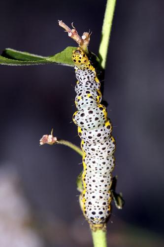 Abrostola asclepiadis