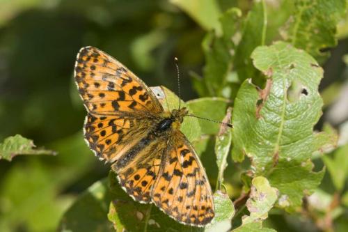 Boloria titania