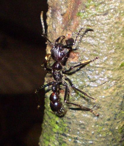 Réf. 38 680 : Paraponera clavata