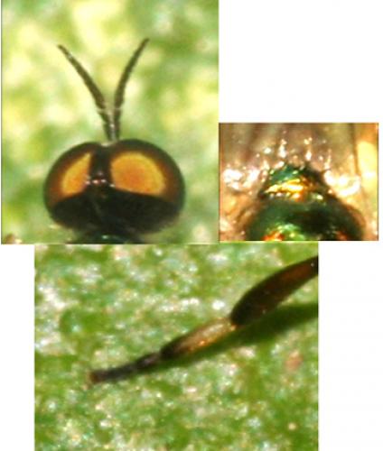 Réf. 38 130 : Chorisops caroli