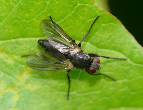 Paykullia maculata