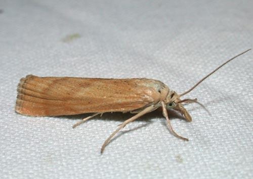 Pediasia subflavellus