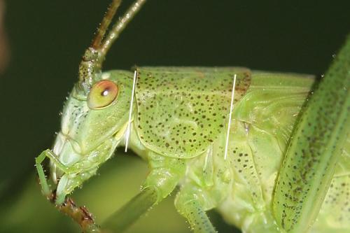 Réf. 38 343 : Phaneroptera falcata