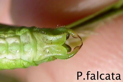 Phaneroptera falcata