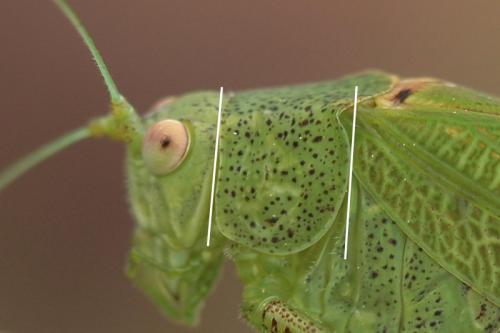 Phaneroptera nana