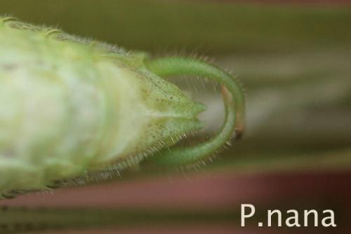 Phaneroptera nana
