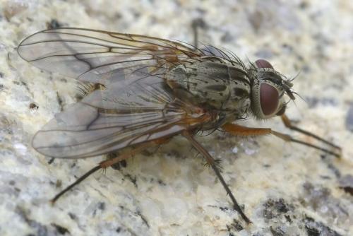 Phaonia sp.