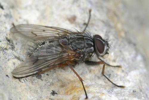 Réf. 38 753 : Phaonia errans