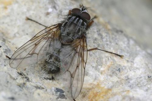 Réf. 38 752 : Phaonia errans