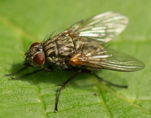Réf. 38 853 : Phaonia serva
