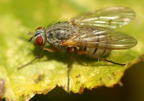 Helina sp.