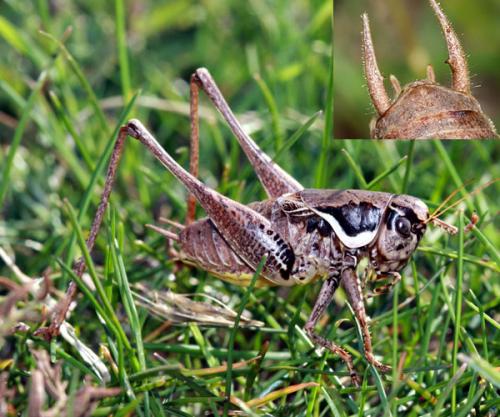 Réf. 38 516 : Pholidoptera femorata