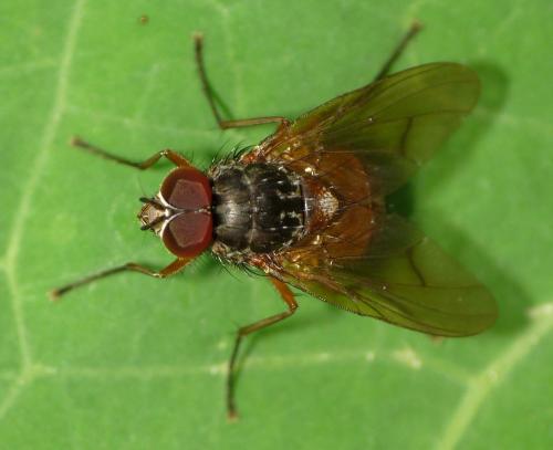 Phaonia subventa