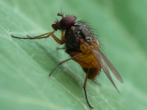 Phaonia subventa