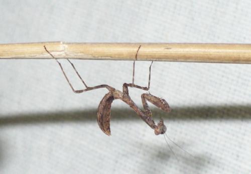 Deroplatys desiccata