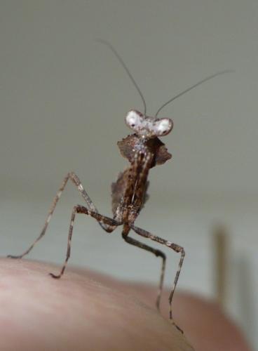 Réf. 38 182 : Deroplatys desiccata