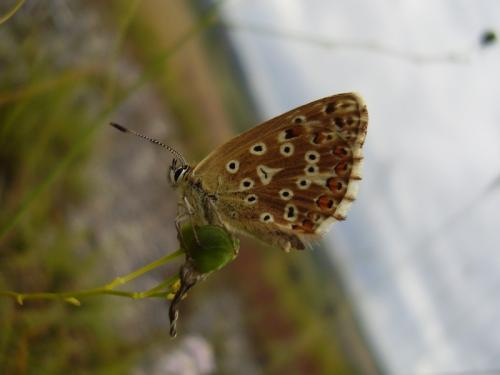 Polyommatus coridon