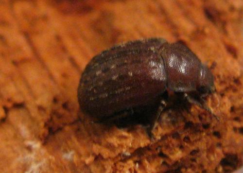Aesalus scarabaeoides