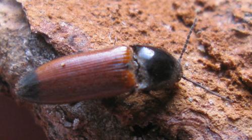 Ampedus sp.