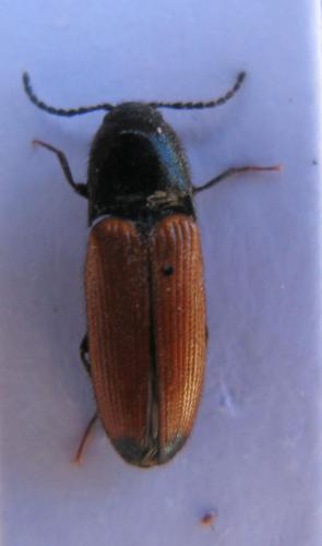 Ampedus elongatulus