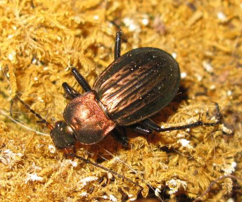 Carabus cancellatus