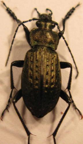 Carabus granulatus