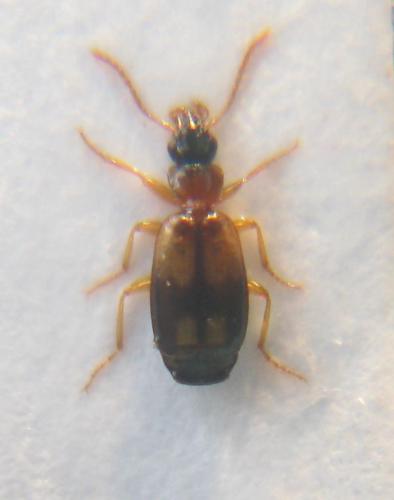 Calodromius bifasciatus