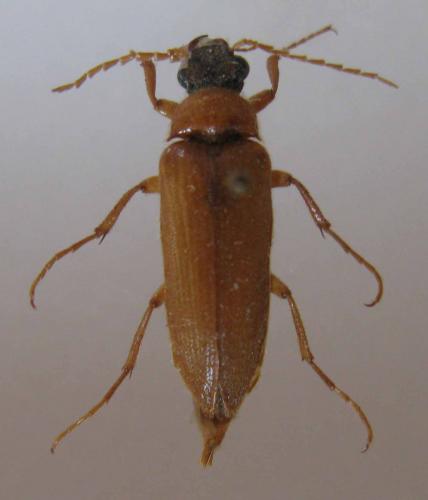 Réf. 38 994 : Cebrio germari