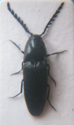 Podeonius acuticornis
