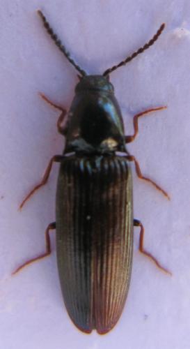 Hypoganus inunctus