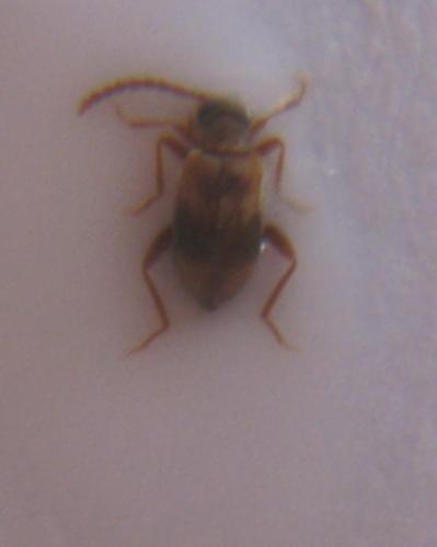 Aderus populneus
