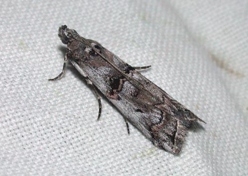 Réf. 38 966 : Pempelia palumbella