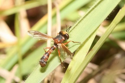 Physocephala sp.