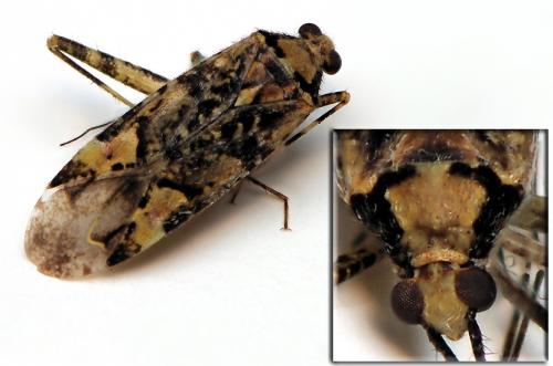 Réf. 38 816 : Phytocoris tiliae