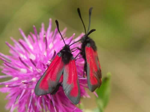 Réf. 38 316 : Zygaena erythrus
