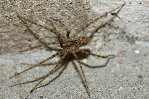 Tegenaria sp.