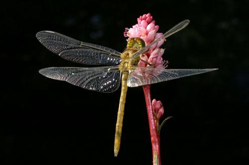 Sympetrum meridionale