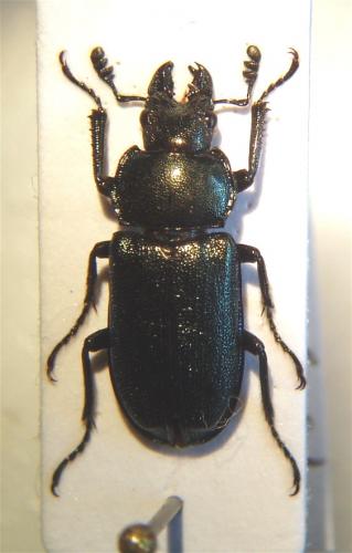 Platycerus sp.