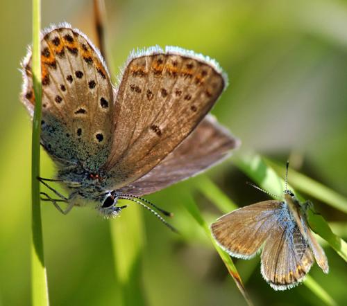 Réf. 38 299 : Plebejus sp.