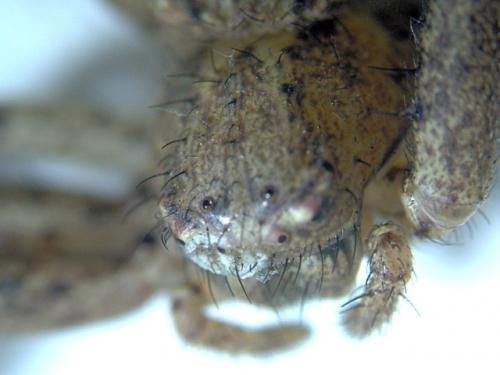 Xysticus sp.